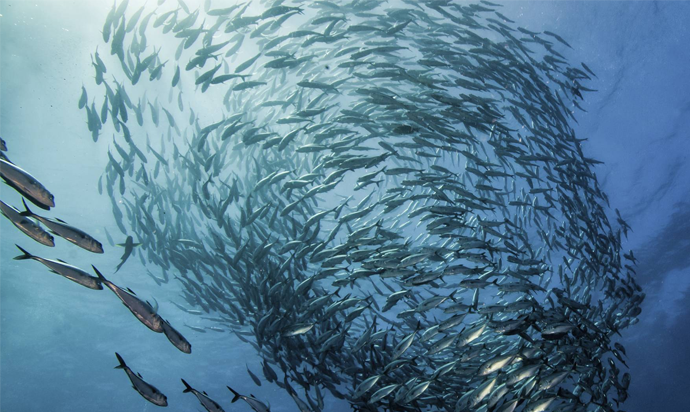 Challenges of SaaS Adoption