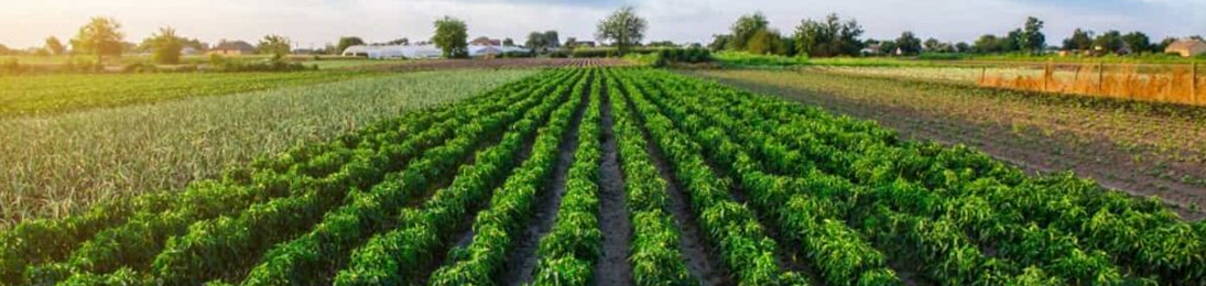 High-Performance Websites